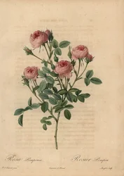 Rosa Pomponrose, Rosa centifolia
