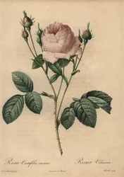Rosa Rose, Rosa centifolia carnea