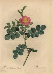 Rosa rubiginosa