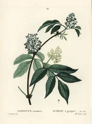 Roter Holunder, Sambucus racemosa. Handkolorierter Stich von Miss Brenet nach einer Illustration von Pierre-Joseph Redouté aus Henri Louis Duhamel du Moncels „Traité des Arbres et Arbustes“, Paris