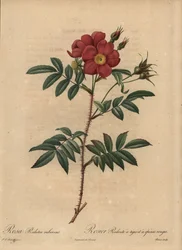 Rote Rose, Rosa