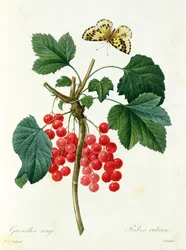 Johannisbeeren, verlegt von Langois