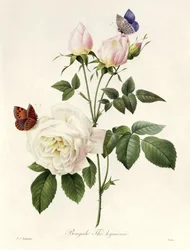 Rosa: Bengale die Hymenes, aus 