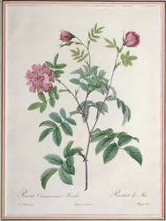 Rosa Cinnamomea Maialis, graviert von Chapuy, veröffentlicht von Remond
