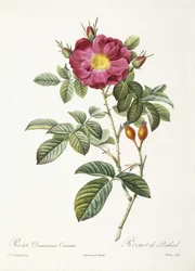 Rosa Damascena Coccina