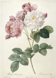 Rosa Damascena, Rosier de Cels, aus Les Roses, 1817-24