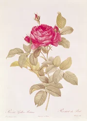 Rosa Gallica Pontiana, aus 