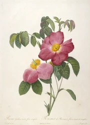 Rosa Gallica rosea flore simplici, Rosier de Provins a fleurs roses et simples, aus La Couronne Des Roses, 1817-24