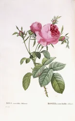 Rosa centifolia foliacea