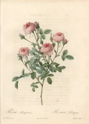 Rose de Meaux mit rosa Blüten - Radierung von Langlois, nach einer Illustration von Pierre Joseph Redoute (1759-1840), aus Les Roses
