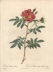 Rosier brillant - Radierung von Bessin, nach einer Illustration von Pierre Joseph Redoute (1759-1840), aus Les Roses.