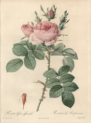 Rosier de Damascus - Radierung von Langlois, nach einer Illustration von Pierre Joseph Redoute (1759-1840), aus Les Roses.