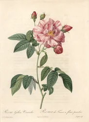 Rosier de France oder Rose de Provins, Varietät versicolor - Radierung von Langlois, nach einer Illustration von Pierre Joseph Redoute (1759-1840), aus Les Roses