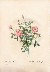 Rouletii Rose, Rosa chinensis var. minima Rouletii, Bengalische Zwergrose. Handkolorierter Kupferstich aus Pierre Joseph Redoutés „Les Roses“, Paris