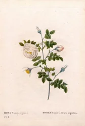 Silberblütige Rose, Rosa tomentosa. Handkolorierter Kupferstich aus Pierre Joseph Redoutés „Les Roses“
