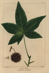 Amberbaum, Liquidambar styraciflua (Gravur)