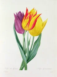Tulipa Gesneriana