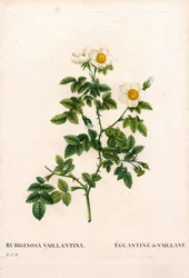 Vaillants Süßbriar-Rose, Rosa rubiginosa