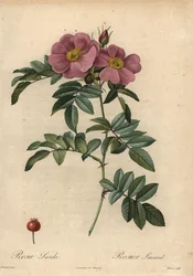 Violette Virginia-Rose, Rosa virginiana