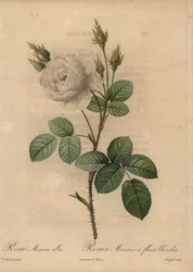 Weiße Kohlrose, Rosa muscosa alba