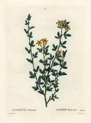 Wilder oder gelber Jasmin, Jasminum fruticans. Handkolorierter Stich von Miss Brenet nach einer Illustration von Pierre-Joseph Redouté aus Henri Louis Duhamel du Monceau