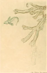 Meeresalgen