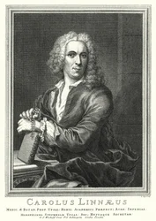 Carl von Linné, schwedischer Botaniker und Zoologe (Stich)