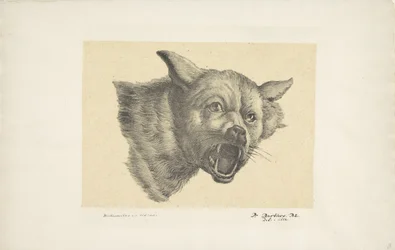 Kopf eines Wolfes oder Hundes