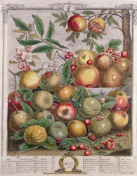Mai, aus „Twelve Months of Fruits“ von Robert Furber (um 1674-1756), gestochen von Henry Fletcher, 1732