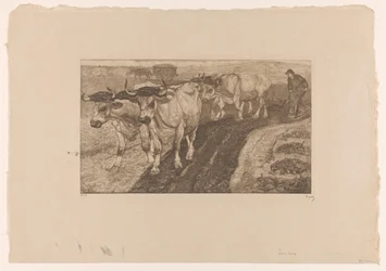 Vier pflügende Ochsen