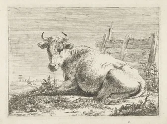 Liegende Kuh bei einem Zaun