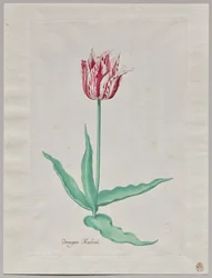Studie einer Tulpe (Perregoen Machieu)