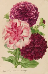 Originale von Veröffentlichungen über Gartenbau und Baumpflege, 1878-1881