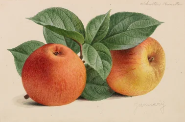 Originale von Veröffentlichungen der Gartenbau- und Baumpflege, 1878-1881