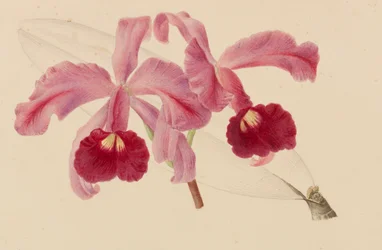 Originale von Veröffentlichungen zur Gartenbau- und Baumpflege, 1878-1881
