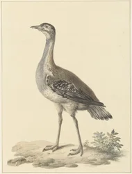 Denhams Trappe (Neotis denhami)