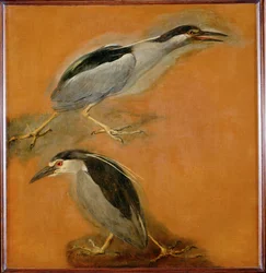 Zwei Reiher