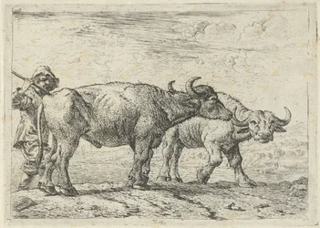 Zwei Büffel und ein Hirte