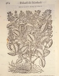 Basilikum (Ocymum basilicum)