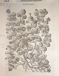 Kapernstrauch (Capparis spinosa), Gravur von Pier Andrea Mattioli