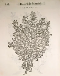 Buchsbaum (Buxus sempervirens)