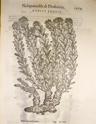 Goldene Wurzel oder Rosenwurz (Rhodiola rosea), Gravur von Pier Andrea Mattioli