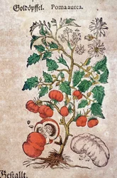Herbarium: Botanische Planoma aureache, die eine Tomatenpflanze (Caulis floridus) darstellt. Kupferstich im „Kreutterbuch Des Hochgelehrten unnd weitberühmten Herrn D. Petri Andreae Matthioli“
