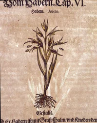Herbarium: Hafer. Gravur in „Kreutterbuch Dess Hochgelehrten und weitberühmten Herrn D. Petri Andreae Matthioli“ von Pietro Andrea Mattioli