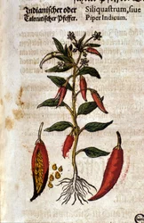 Indischer Pfeffer. Gravur - in „Kreutterbuch Dess Hochgelehrten und weitberühmten Herrn D. Petri Andreae Matthioli“ von Pietro Andrea Mattioli (Matthiole) (1500-1577). Frankfurt