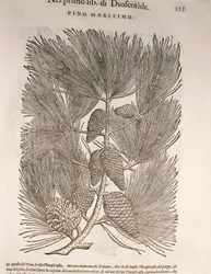 Seekiefer (Pinus pinaster), Gravur von Pier Andrea Mattioli