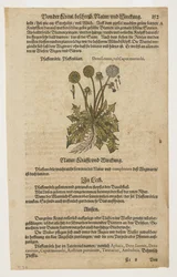 Pfaffenröhrle, aus Commentarii in Sex Libros Pedacii Dioscoridis