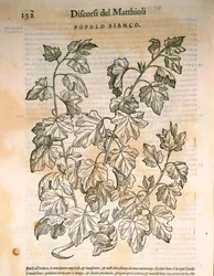 Pappel (Populus), Gravur von Pier Andrea Mattioli