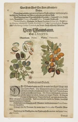 Pflaumen, Von Pflaumbaum, aus Commentarii in Sex Libros Pedacii Dioscoridis