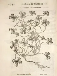Sempervivum (Semprevivo minore), Gravur von Pier Andrea Mattioli